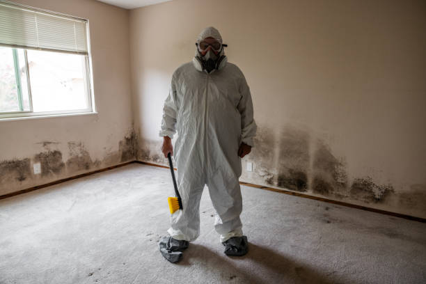 Best Local Mold Removal Service  in Oracle, AZ